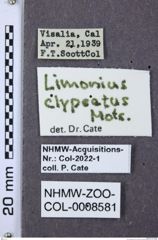 Etiketten zu Gambrinus clypeatus (NHMW-ZOO-COL-0008581)